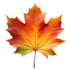 Obraz premium Vibrant Autumn Maple Leaf isolated on transparent background. Bright Fall Maple Leaf. Colorful Autumn Maple Leaf. 