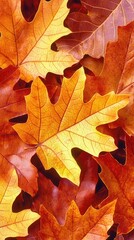 Fototapeta premium Autumn leaves close-up, vibrant fall colors, nature background, image for wallpaper use