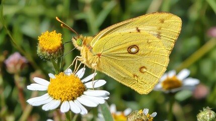 Fototapeta premium Stunning butterfly perched on a beautiful flower in a lush green garden highlighting nature's colorful beauty