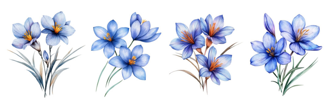 Set of watercolor blue saffron flowers. Watercolor saffron or crocus flowers with green leaves on transparent background. Concept of first spring flowers. Concept of flowers for cooking.