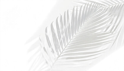 Fototapeta premium Realistic shadow overlay of a palm tree branch in the corner. Tropical coconut leaf shadow on a transparent background. Perfect design element for summer and spring decorations.png