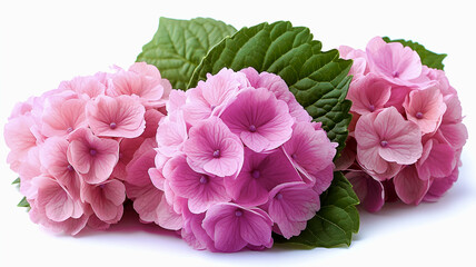 beautiful cluster of soft pastel hydrangeas with lush green leaves, evoking sense of tranquility and elegance
