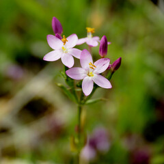 Obraz premium Tausendgüldenkraut mit KI erstellt