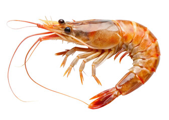 Shrimp isolated on a transparent background.