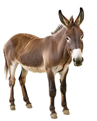 Obraz premium Brown donkey standing on transparent background