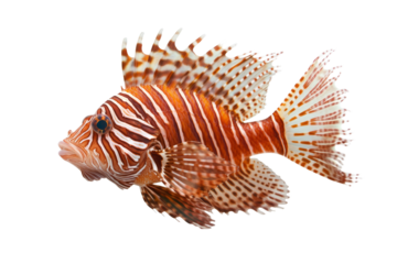 Fish with a black eye and white stripes, isolated