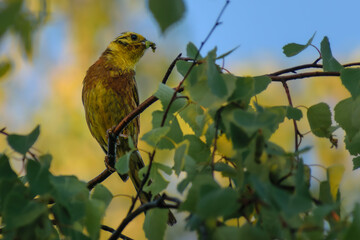 Yellowhammer in the morning light