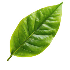 Obraz premium Close-up of a vibrant green leaf showcasing intricate textures and details