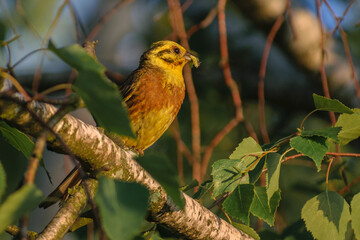 Yellowhammer in the morning light