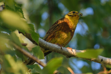 Yellowhammer in the forest