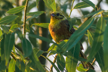 Yellowhammer in the wood