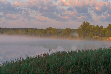 morning mist over swamp