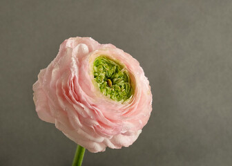  Close-up of a pink ranunculus with a green center on a dark background. Dramatic light and...