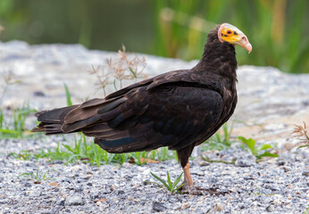 buzzard