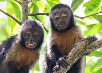 capuchin monkeys