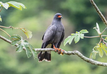 hawk on tree