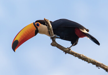 Obraz premium toucan on a branch