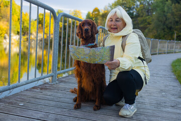 Happy senior 60s woman holds travel map searching location, with her best friend irish setter dog...