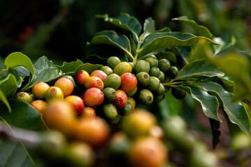 Close up café orgânico fresco em uma plantação de café