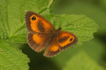 Closeup on the European Hedge brown butterfly, Pyronia tithonus