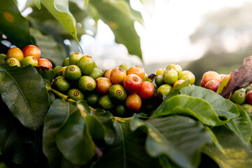 Planta de grãos de café vermelho maduros, semente fresca, crescimento de árvore de café em...