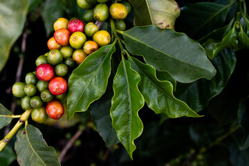 crescimento de árvore de café em fazenda ecológica orgânica verde. Close up, semente vermelha...