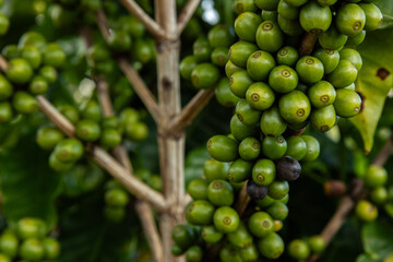 Planta de grãos de café verde, semente fresca, crescimento de árvore de café em fazenda ecológica orgânica verde. Close up, robusta, arábica, bagas, colheita, folhagem.