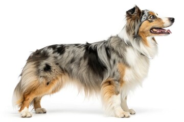 Collie Dog Standing Proudly in a Studio Setting Generative AI