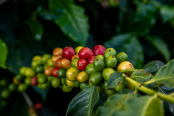 closeup em cafés maduros, plantação de café orgânico, arbusto com folhas verdes