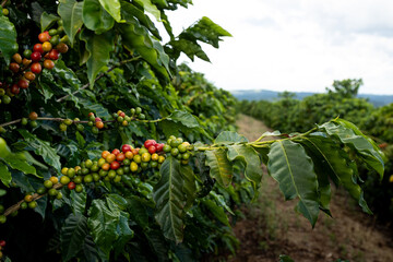 Plantação de café orgânico. fazenda ecológica 