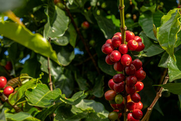 Excelentes caf&eacute; de Minas Gerais, Brasil