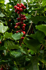 Excelentes café de Minas Gerais, Brasil