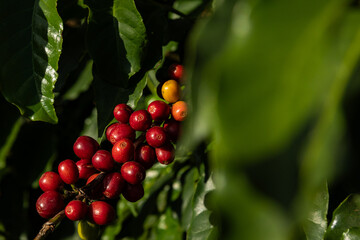 Excelentes café de Minas Gerais, Brasil