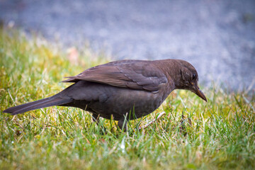 a blackbird female, turdus merula, is looking for food on the lawn at a spring day