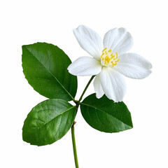 Obraz premium jasmine flower vector