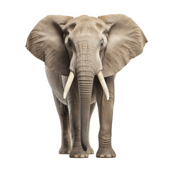 African elephant with tusks isolated on white
