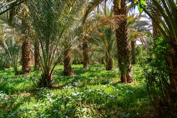 Obraz premium tropical forest with palm trees in wild green nature