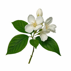 Obraz premium jasmine flower vector