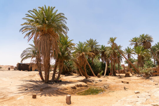 oasis oum laalag landscape with water palm dates tree in morocco
