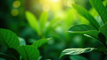 Obraz premium Lush Green Foliage Basking in Sunlight A Vibrant Display of Nature's Beauty