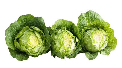 Fototapeta premium Fresh Green Cabbage Heads