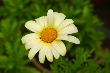 daisy flower closeup