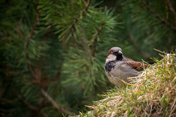 a house sparrow male is sitting on hte green grass at a spring day