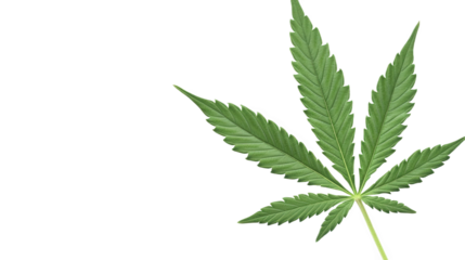 Close-up of a Marijuana Leaf