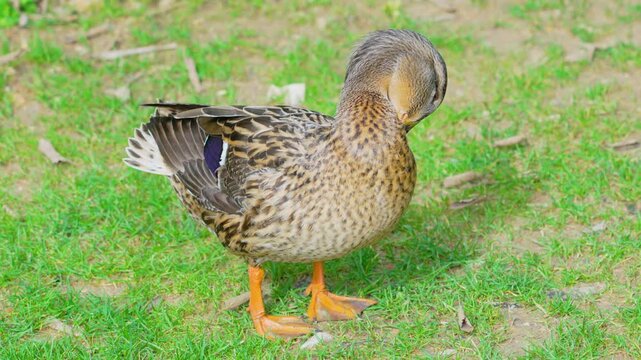 Dabbling duck preening on green grass during bright sunny afternoon