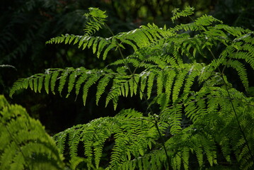 Fougères en forêt en été