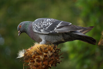 Pigeon sur chardon