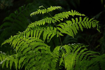 Jeune fougère en forêt
