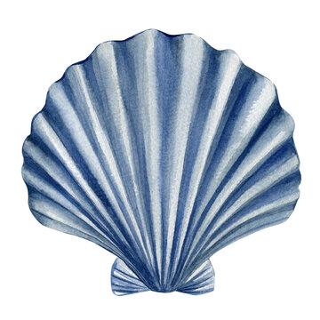 blue seashell watercolor illustration, ocean shell isolated on white, marine nature element, beach decoration, tropical sea object