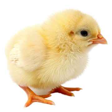Easter chick isolated on transparent background